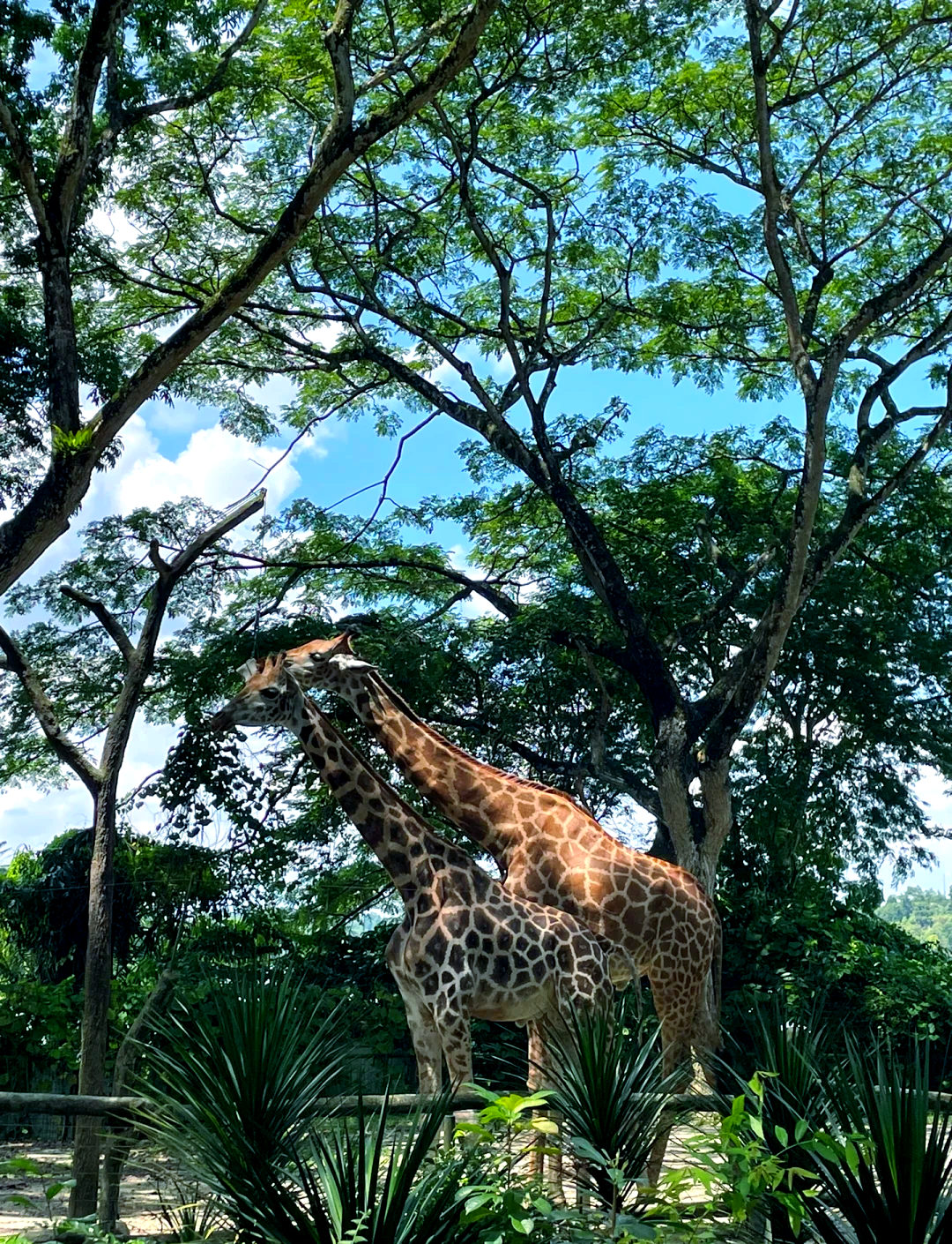 光影+互动+野生动物！东南亚最大自然探索乐园“探索世界”3月3日震撼开幕